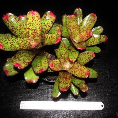Neoregelia 'Moments Notice' | Bromeliad Paradise