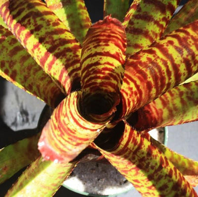 Neoregelia 'Moon Over Fort Dix' | Bromeliad Paradise