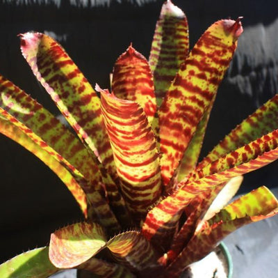 Neoregelia 'Moon Over Fort Dix' | Bromeliad Paradise