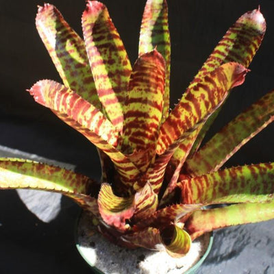 Neoregelia 'Moon Over Fort Dix' | Bromeliad Paradise