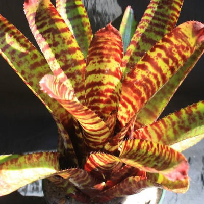 Neoregelia 'Moon Over Fort Dix' | Bromeliad Paradise