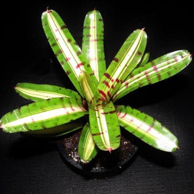 Neoregelia 'Moondust' | Bromeliad Paradise