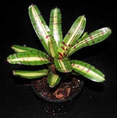 Neoregelia 'Moondust' | Bromeliad Paradise