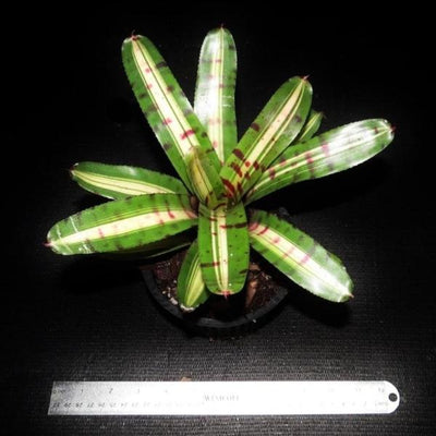Neoregelia 'Moondust' | Bromeliad Paradise