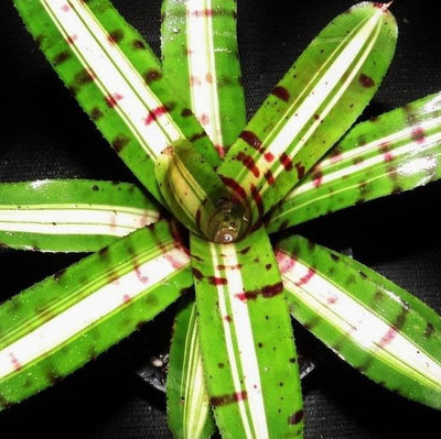 Neoregelia 'Moondust' | Bromeliad Paradise