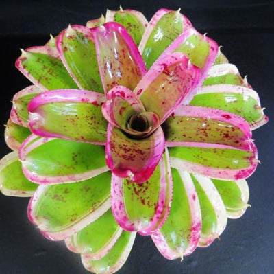Neoregelia 'Morado' | Bromeliad Paradise