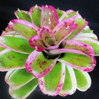 Neoregelia 'Morado' | Bromeliad Paradise