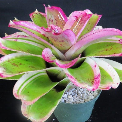 Neoregelia 'Morado' | Bromeliad Paradise