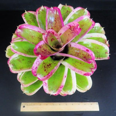 Neoregelia 'Morado' | Bromeliad Paradise