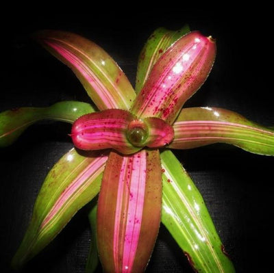 Neoregelia 'Morado' Reverse | Bromeliad Paradise