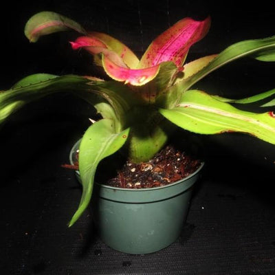 Neoregelia 'Morado' Reverse | Bromeliad Paradise