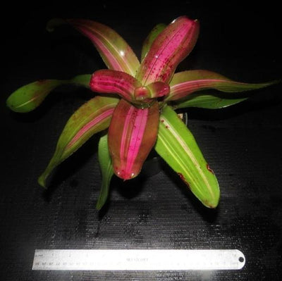 Neoregelia 'Morado' Reverse | Bromeliad Paradise