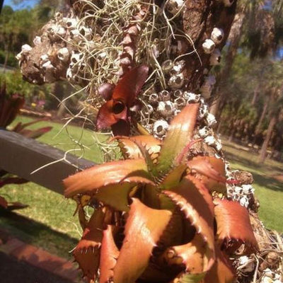 Neoregelia 'Morona' | Bromeliad Paradise