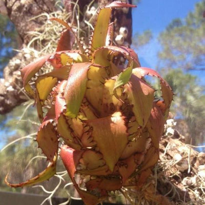 Neoregelia 'Morona' | Bromeliad Paradise