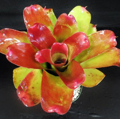 Neoregelia 'Nalo Rose' | Bromeliad Paradise