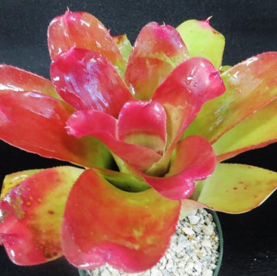 Neoregelia 'Nalo Rose' | Bromeliad Paradise