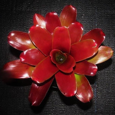 Neoregelia Neoregelia 'Tricolor' x 'Fireball' | Bromeliad Paradise