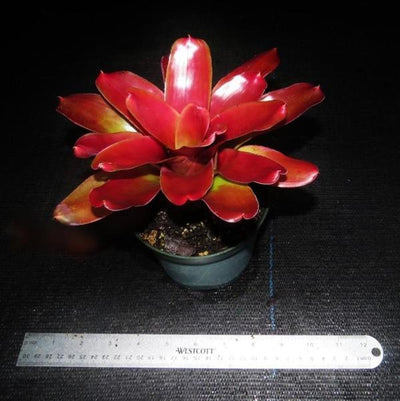 Neoregelia Neoregelia 'Tricolor' x 'Fireball' | Bromeliad Paradise