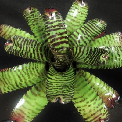 Neoregelia 'Norman Bates' | Bromeliad Paradise