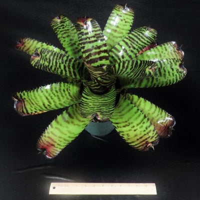 Neoregelia 'Norman Bates' | Bromeliad Paradise