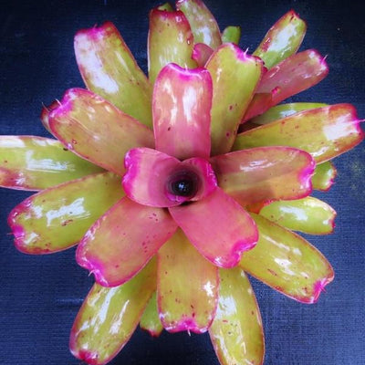 Neoregelia 'Oh No' | Bromeliad Paradise