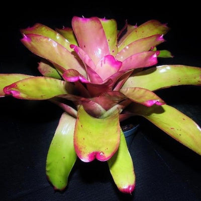 Neoregelia 'Oh No' | Bromeliad Paradise