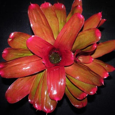Neoregelia 'Oh No' cv. 'Very Cherry' | Bromeliad Paradise