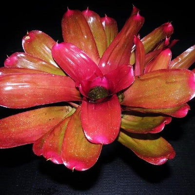 Neoregelia 'Oh No' cv. 'Very Cherry' | Bromeliad Paradise