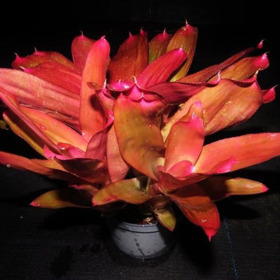 Neoregelia 'Oh No' cv. 'Very Cherry' | Bromeliad Paradise