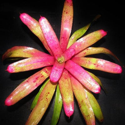 Neoregelia 'Old Love Letters' x 'Hula Girl' | Bromeliad Paradise