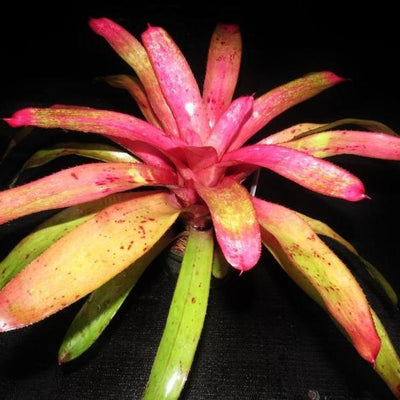 Neoregelia 'Old Love Letters' x 'Hula Girl' | Bromeliad Paradise