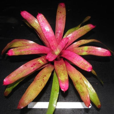 Neoregelia 'Old Love Letters' x 'Hula Girl' | Bromeliad Paradise