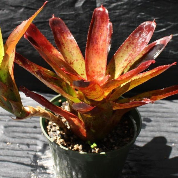 Neoregelia olens '696' | Bromeliad Paradise