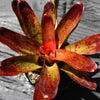 Neoregelia olens '696' | Bromeliad Paradise
