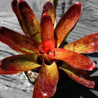 Neoregelia olens '696' | Bromeliad Paradise