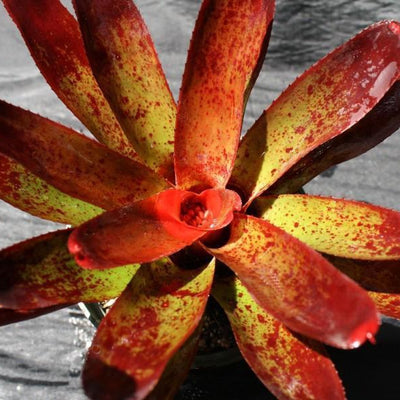 Neoregelia olens '696' | Bromeliad Paradise