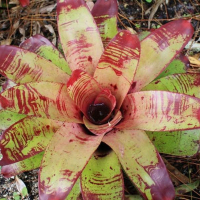 Neoregelia olens '696' X concentrica | Bromeliad Paradise