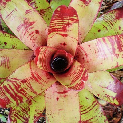 Neoregelia olens '696' X concentrica | Bromeliad Paradise