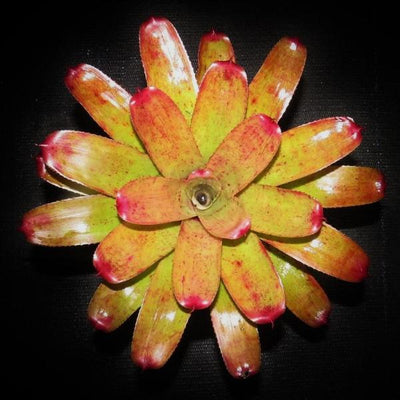 Neoregelia 'Opal Blast' | Bromeliad Paradise