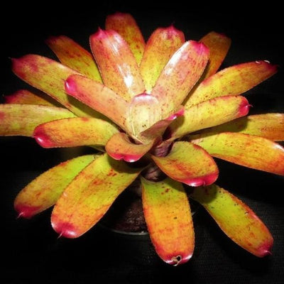Neoregelia 'Opal Blast' | Bromeliad Paradise
