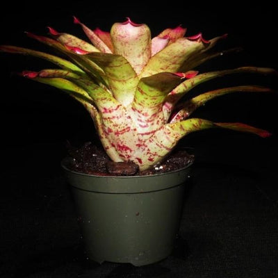 Neoregelia 'Opal Blast' | Bromeliad Paradise