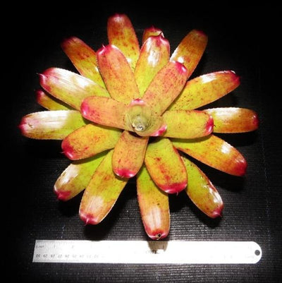 Neoregelia 'Opal Blast' | Bromeliad Paradise