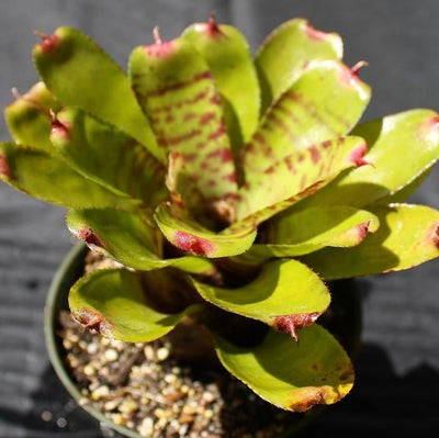 Neoregelia 'Opal' | Bromeliad Paradise
