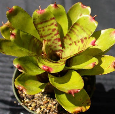 Neoregelia 'Opal' | Bromeliad Paradise
