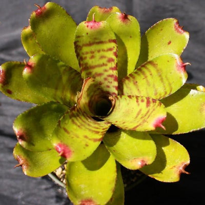 Neoregelia 'Opal' | Bromeliad Paradise