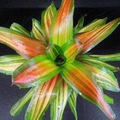 Neoregelia 'Orange Crush' | Bromeliad Paradise