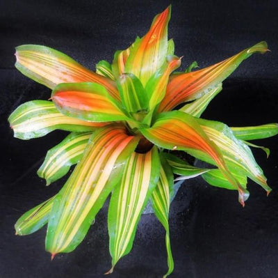 Neoregelia 'Orange Crush' | Bromeliad Paradise