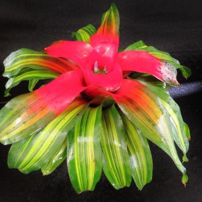 Neoregelia 'Orange Crush' | Bromeliad Paradise