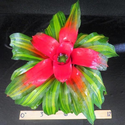 Neoregelia 'Orange Crush' | Bromeliad Paradise