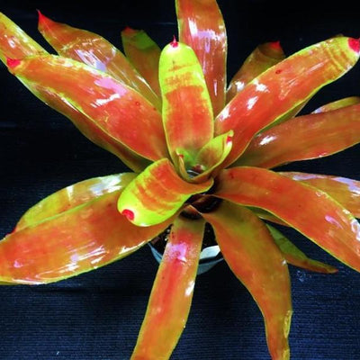 Neoregelia 'Orange Splendor' | Bromeliad Paradise